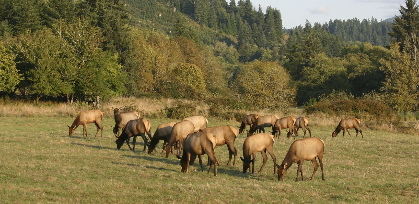 Elk herd eating