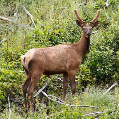 Elk Spike