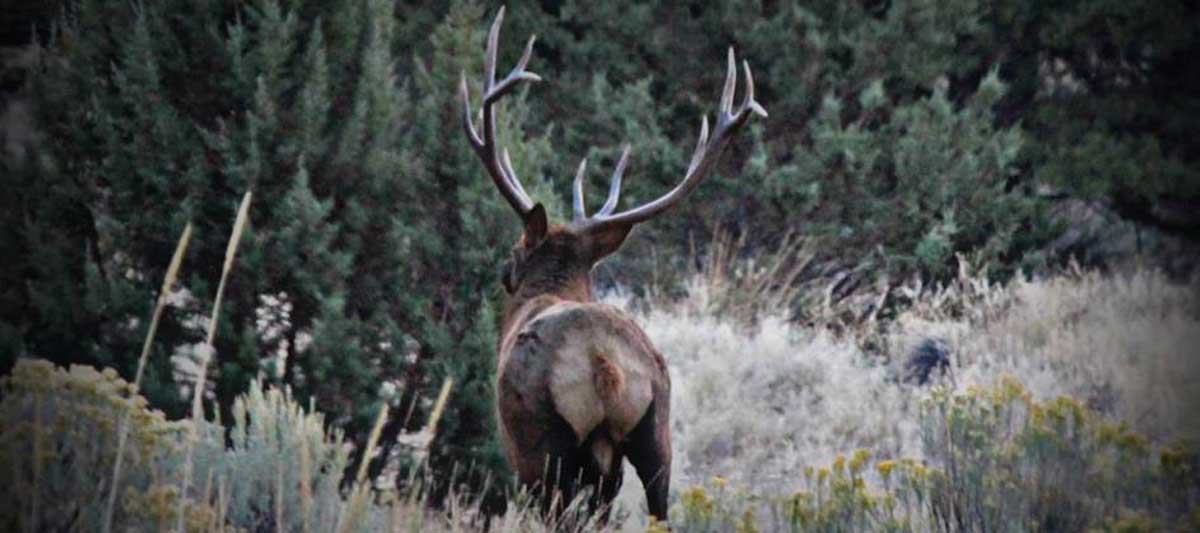 Oregon Elk