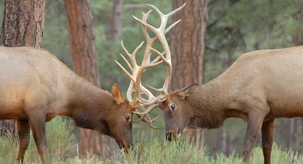 Arizona Elk Draw Results Now Available Rocky Mountain Elk Foundation