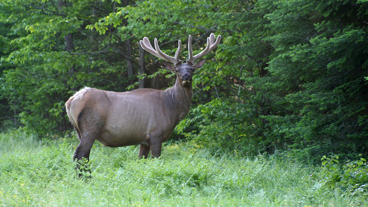 RMEF to Raffle License for 2021 Wisconsin Elk Hunt Rocky Mountain Elk
